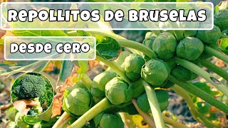 REPOLLITO DE BRUSELAS  Paso a paso como cultivarlo [upl. by Nayrb160]