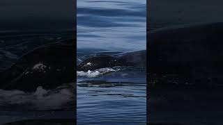 Humpback powerful Exhale Monterey bay [upl. by Lunnete]