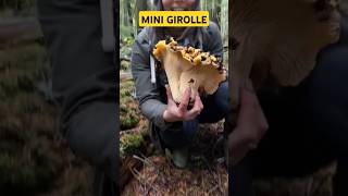 Girolle record  champignons mushroom asmr fungi shorts [upl. by Arrol392]