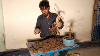 Banyan bonsai repotting [upl. by Ehling]