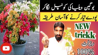 Bougainvillea🌺  bougainvillea ki cutting kaise lagaen  Easiest Way to Grow from Cuttings [upl. by Thorvald]