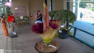 2019 Corpse Flower Time Lapse The Huntington [upl. by Cut]