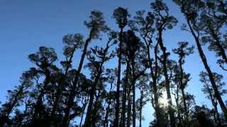 Wilderness Lagoon  Okarito Lagoon Westland [upl. by Rosy]