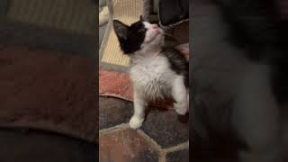 Video of adoptable pet named Violet [upl. by Jolee344]