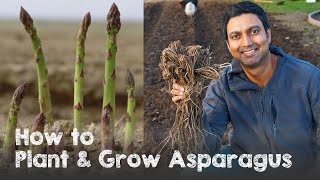 How to Plant and Grow Asparagus from Asparagus Crowns [upl. by Wiburg302]