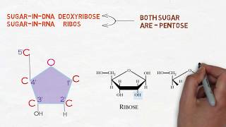 Nucleic acid  DNA amp RNA Nucleotide Nucleoside  الحمض النووي دنا  رنا [upl. by Iredale]