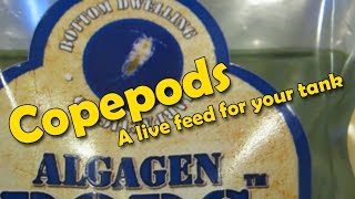 How to add AlgaGen Copepods to your Reef Tank [upl. by Remington209]