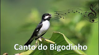 Canto bigodinho Sporophila lineola aves birdsphotography birdwatching [upl. by Killion]