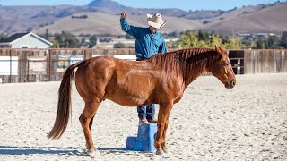 Teaching a Horse to Come up Beside You on A Mounting Block [upl. by Anomas]