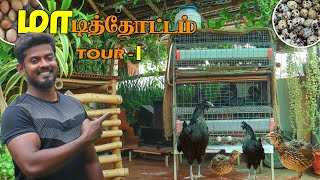 மொட்டைமாடி KITCHEN  TERRACE GARDEN TOUR PART  1  OCTOBER MONTH UPDATE [upl. by Pete444]