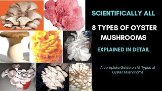 Scientifically All 8 TYPES of Oyster Mushrooms Explained in Detail  KrishiZone [upl. by Nayr326]