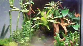 Exo Terra Terrarium Rainforest 60  45  60 part 1 [upl. by Bathsheb]