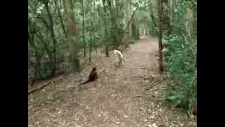 Gibbon vs Capuchin monkey [upl. by Homer420]