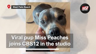 Barstool Sports viral pup Miss Peaches joins CBS12 News in the studio [upl. by Zak]