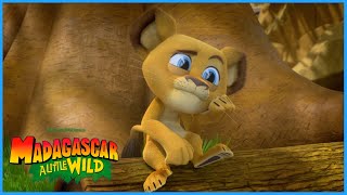 Alex is too small  DreamWorks Madagascar  Madagascar A Little Wild [upl. by Tyler137]