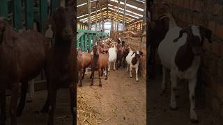 Boer and Red Kalahari goats farmlife farm boergoats southafrica goat [upl. by Christmann]