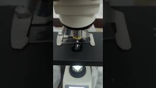 Exploring Precision Trinocular Microscope ECO128 Review amp Specifications viral shorts [upl. by Edlihtam418]