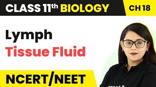 Lymph Tissue Fluid  Body Fluids And Circulation  Class 11 BiologyNEETAIIMS [upl. by Tatiania809]