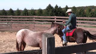 How to Pony Lead a Young Horse from Horseback  Episode 23 Herm Gailey [upl. by Yauq410]