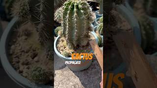 The Easy Way to Propagate Cactus Without Killing It [upl. by Dot561]