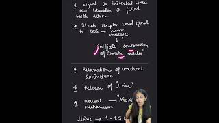 MICTURITION REFLEX excretorysystem biology ncert class11 [upl. by Gathers]