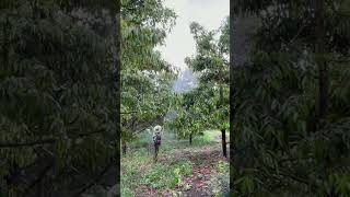 Durian Tree Care amp Fertilizing Techniques  Rural Life Organic Farming [upl. by Zelig287]