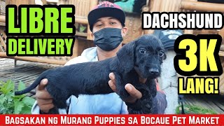 3K DACHSHUND FREE DELIVERY PA  MURANG PUPPIES SA BOCAUE PET MARKET [upl. by Lisetta]