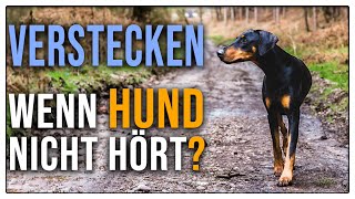 Achtung gefährlich verstecken beim Rückruf  Hund hört nicht richtig [upl. by Einapets213]