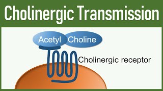 Cholinergic Transmission  Autonomic nervous system [upl. by Gaye]