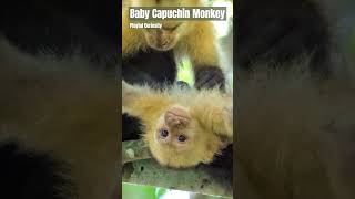 Why This Baby Capuchin Monkeys Antics Will Melt Your Heart [upl. by Itsirc]