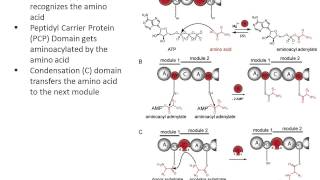 Non Ribosomal Peptides [upl. by Marilou]