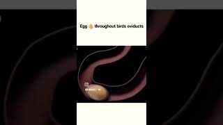 Egg Throughout Bird Oviduct 👍 nursing beanurse nurses doctor nursesjobs [upl. by Anne-Corinne]