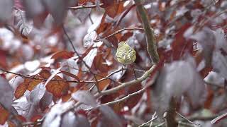 Rubycrowned Kinglet Frantically Foraging [upl. by Clover]