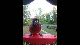 Molting Northern Cardinal Bird Buddy [upl. by Evilc134]