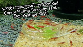 Shrimp Tank Rescaping  Shrimp DIY Aquasoil [upl. by Euh878]