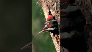 Mind Blowing Woodpecker Facts You Didnt Know [upl. by Craner]