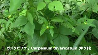 ガンクビソウCarpesium divaricatum 10240813森林公園 [upl. by Lang]