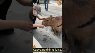 A Pet Capybara Enjoys Juice in His Walking Time cute capybara pets [upl. by Kalil984]