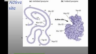 MBW14Lecture 4 Enzymes and Protein Regulation [upl. by Petronia]