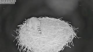 Storchennest Alfeld Leine  Waschbären verscheuchen die Altstörche  30082024 [upl. by Atteyram]