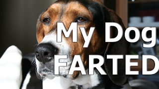 My Treeing Walker CoonHond Dog Farted [upl. by Berkeley978]