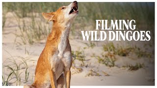 Filming Wild Dingoes  Behind The Scenes Wildlife Documentary [upl. by Ahsratan69]