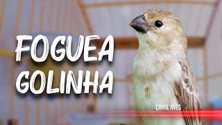 DÚVIDO SEU GOLINHA NÃO CANTAR  FOGUEAR GOLADO [upl. by Pulchi]