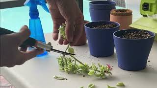 2 ways to propagate baby sun rose cuttings [upl. by Eelasor]