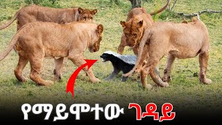 የአራዊቱ አልም ልብ አንጠልጣይ ፍልሚያወች [upl. by Retsevlys345]