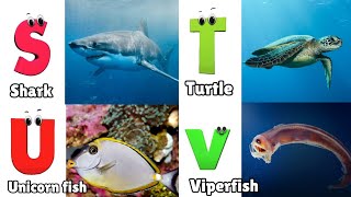 Sea Animals ABC Song for Toddlers  Phonics for Kids  Alphabet Letters [upl. by Shelly]