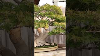 Amazing Bonsai  Japanese maples japanese maple fall bonsai bonsaitree [upl. by Negris]