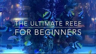 The Ultimate Nano Reef for Beginners [upl. by Otrebor]