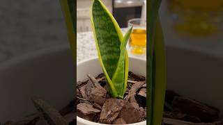 Baby Snake Plant 🌱 snakeplant shorts [upl. by Namrak]