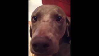 Crazy weimaraner [upl. by Adeline]